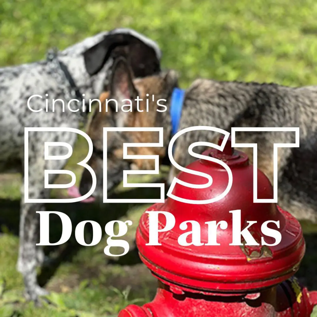 Dogs playing near red fire hydrant